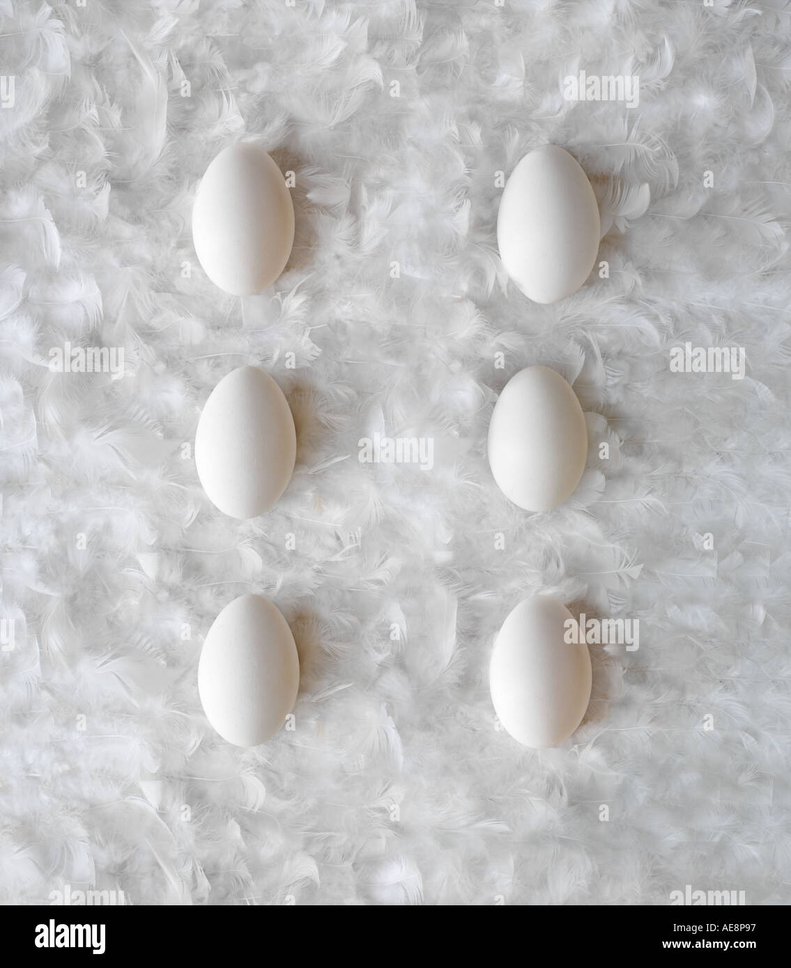 Portrait 1/2 dozen eggs on white feather background Stock Photo
