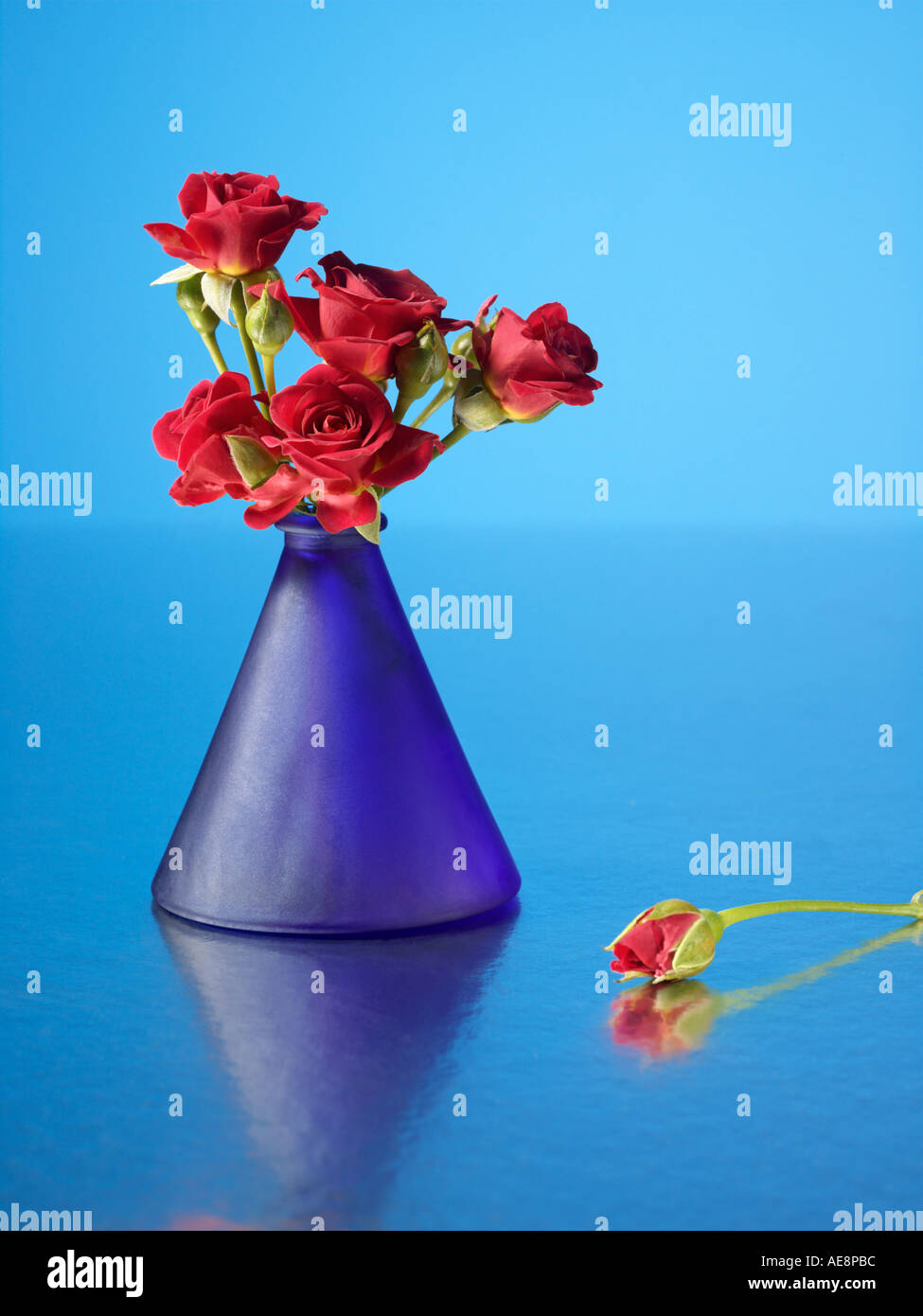 Roses in blue vase Stock Photo Alamy