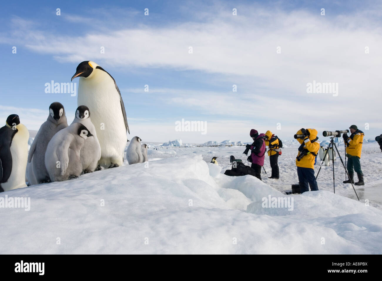 Antarctica Snow Hill Island Photographers from cruise take pictures at emperor penguin rookery Stock Photo