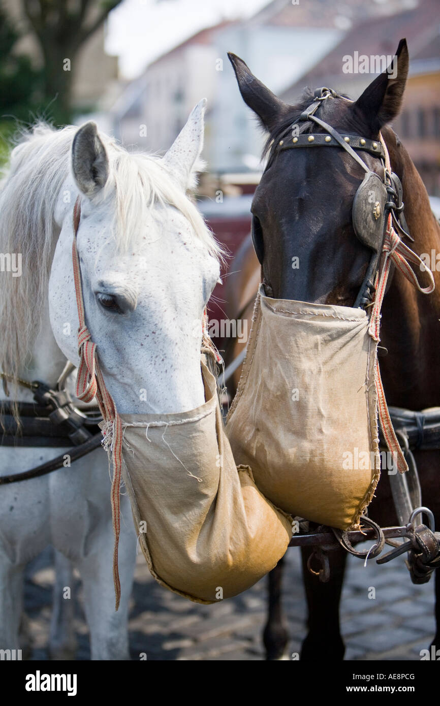 Two carriage horses being fed. Budapest, Hungary Stock Photo