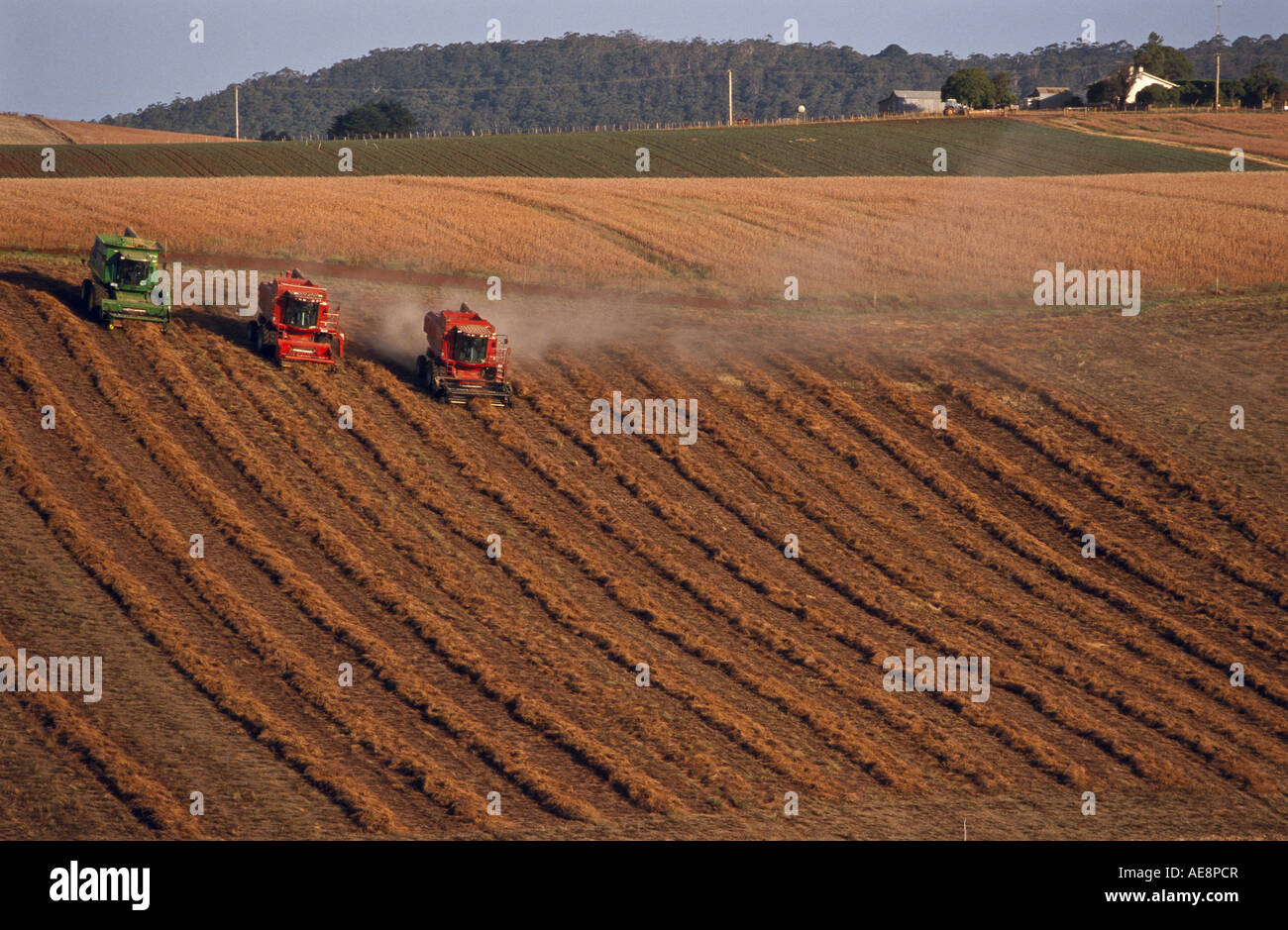 Harvesting pyrethrum, Tasmania, Australia, Stock Photo