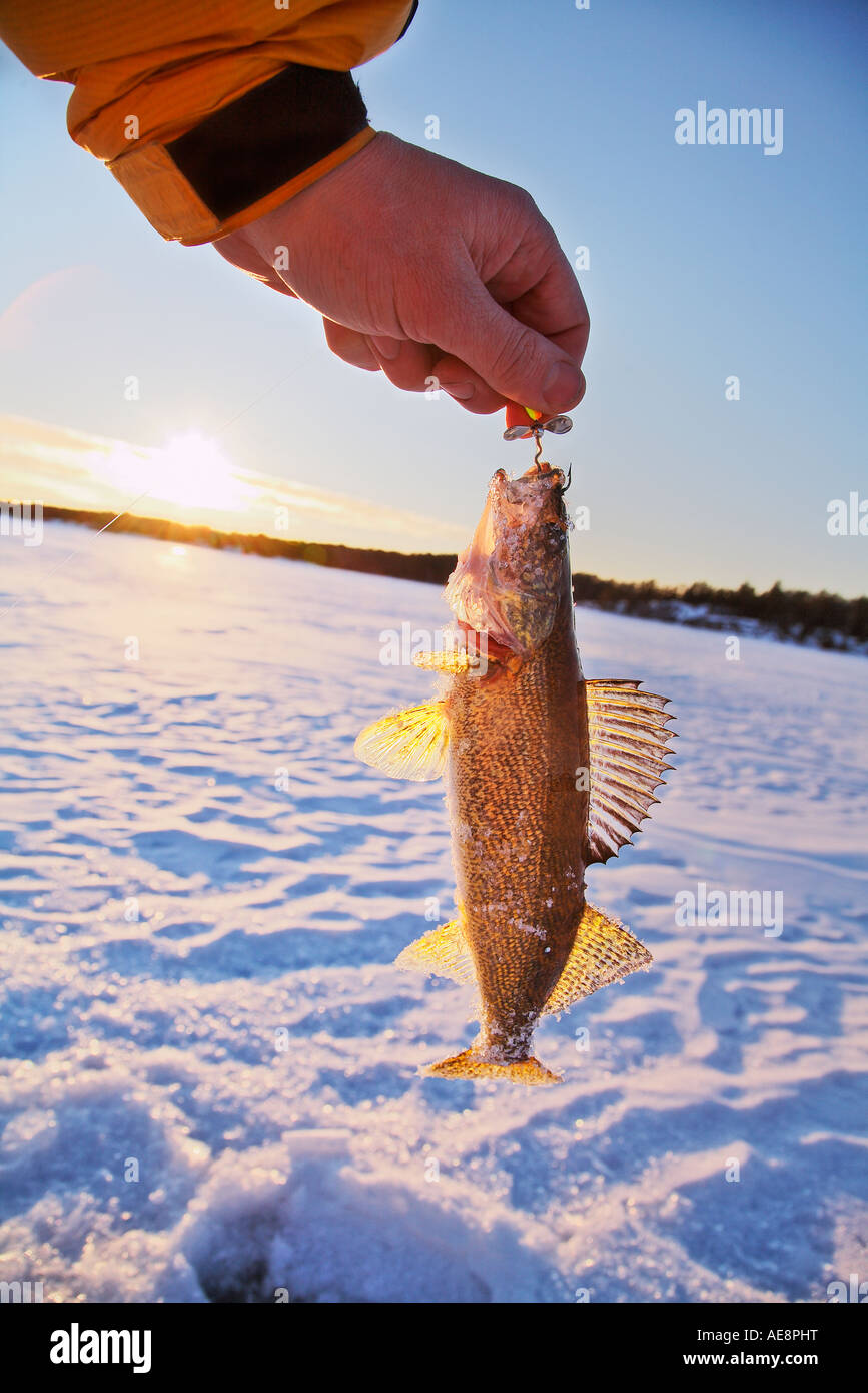 Walleye fish hi-res stock photography and images - Alamy