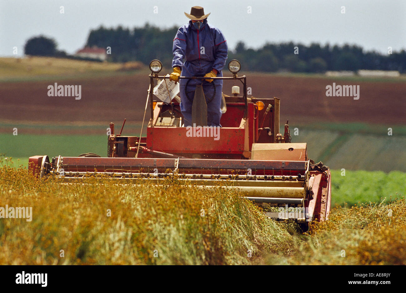 Cutting pyrethrum with old style standup cutter-rower, Tasmania, Australia, Stock Photo