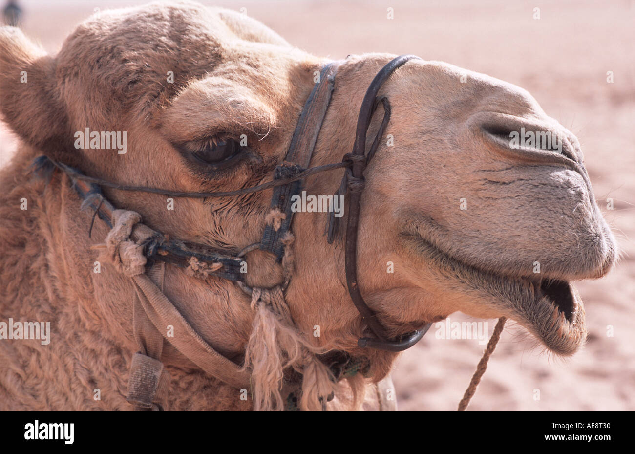 Close up of camel in the desert Wadi Rum Jordan Middle East Stock Photo