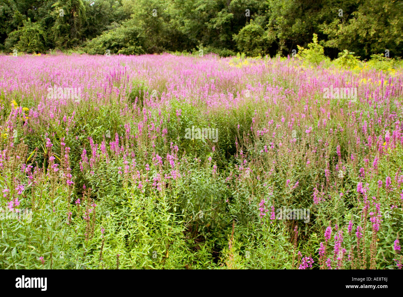 Purple loosestrife Lythrum salicaria invasive weed overtakes old pond in Manlius New York Stock Photo