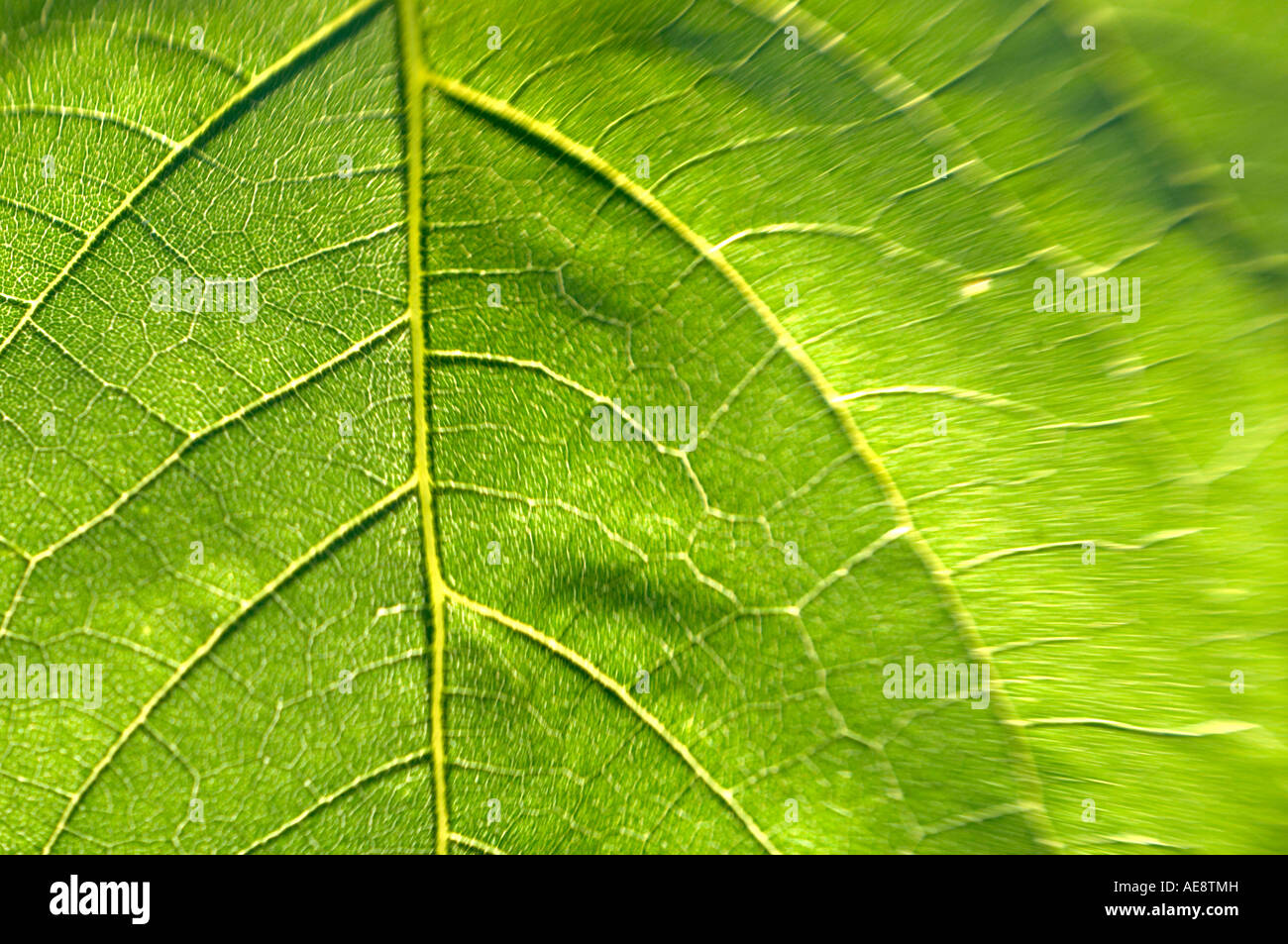 In focus leaf hi-res stock photography and images - Alamy