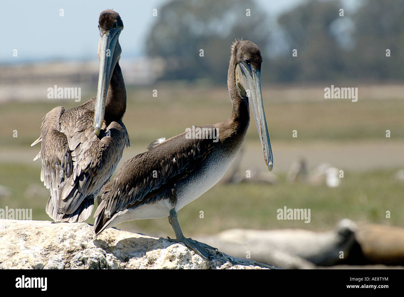 Elkhorn Slough with pair of brown pelicans in Monterey California USA America Stock Photo