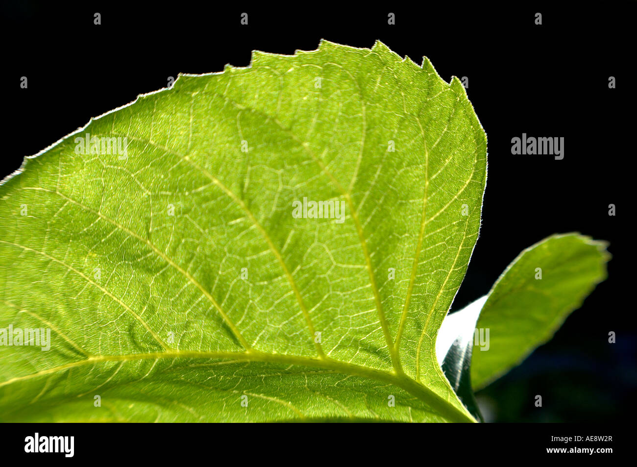 Leaf in focus hi-res stock photography and images - Alamy