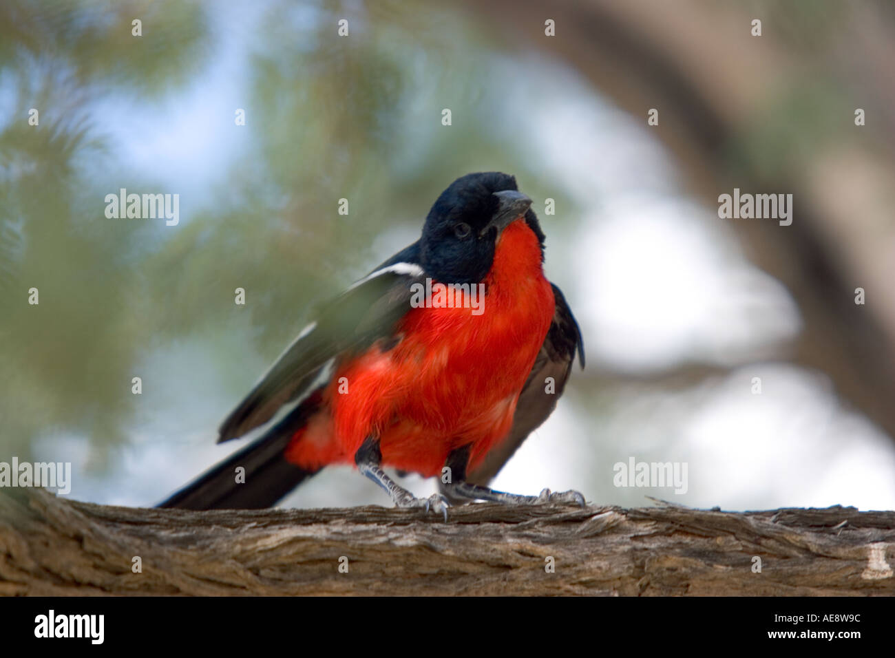 Crimson breasted Shrike Stock Photo - Alamy