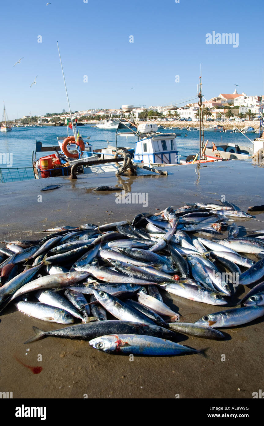 Portugese sardines hires stock photography and images Alamy