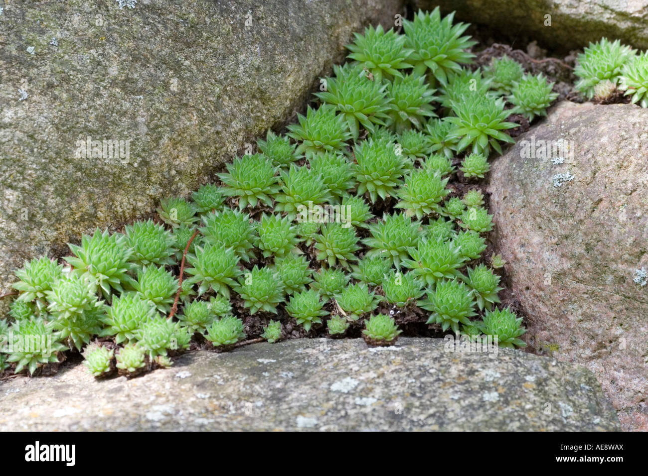 Plant green flora moss hi-res stock photography and images - Alamy
