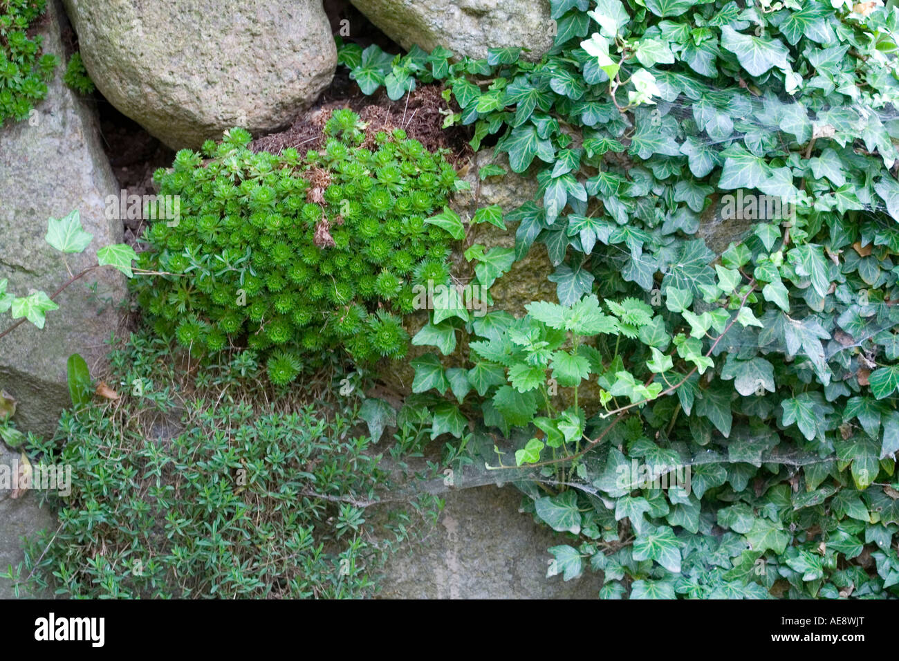 green plants (ivy) on stones Stock Photo