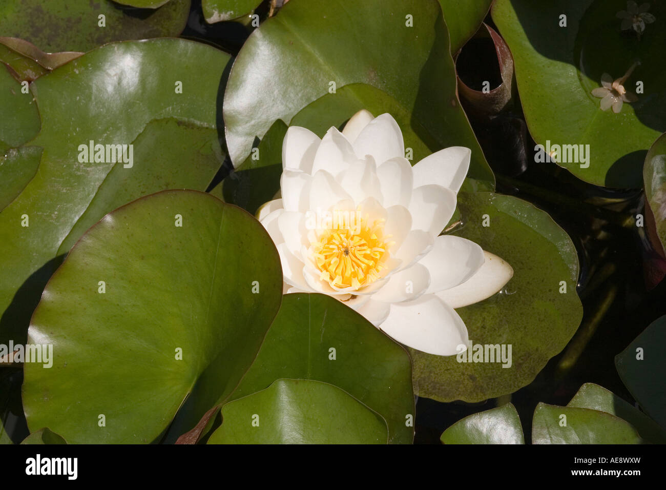 Water Lilly Nymphaea sp Stock Photo