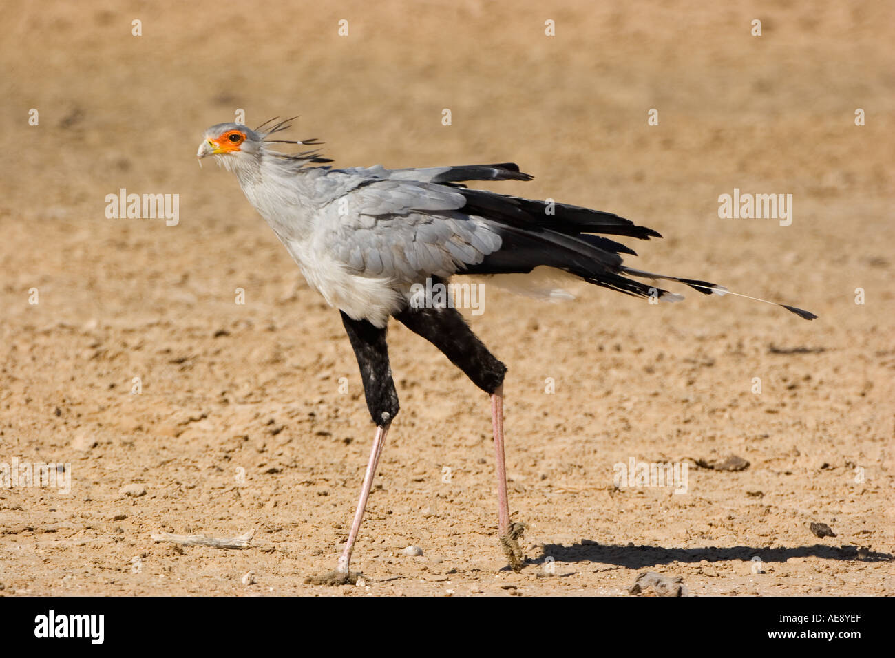 Secretary bird hi-res stock photography and images - Alamy