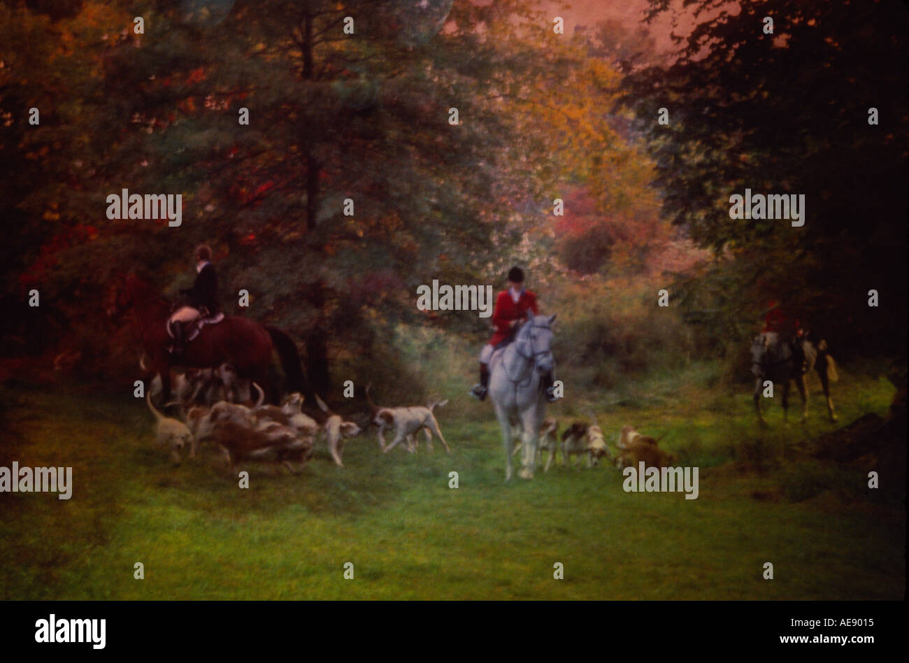 Riders and hounds during an English style hunt Stock Photo Alamy
