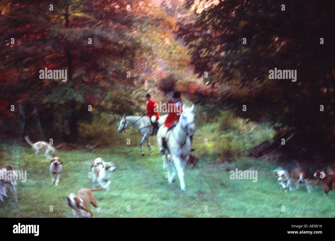 Riders and hounds during an English style hunt Stock Photo Alamy