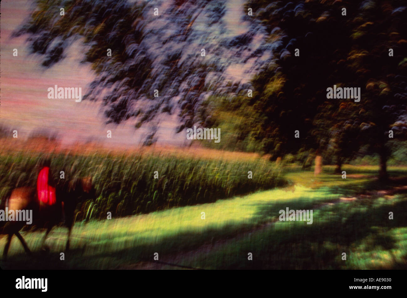 Horse riding cornfield hires stock photography and images Alamy