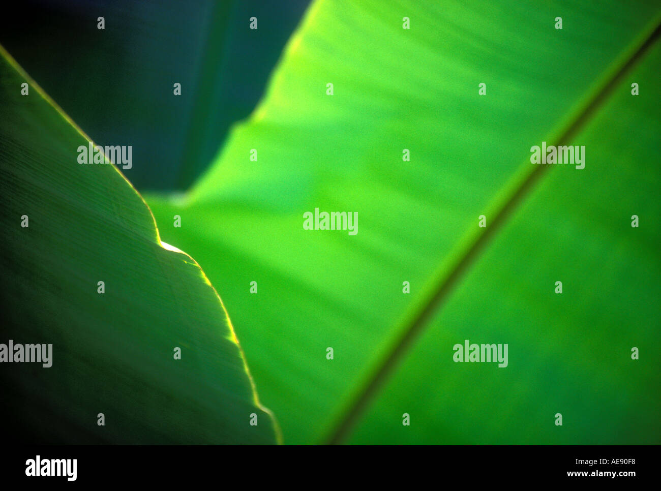 Banana leaves in afternoon light on the island of Bali Indonesia Stock Photo