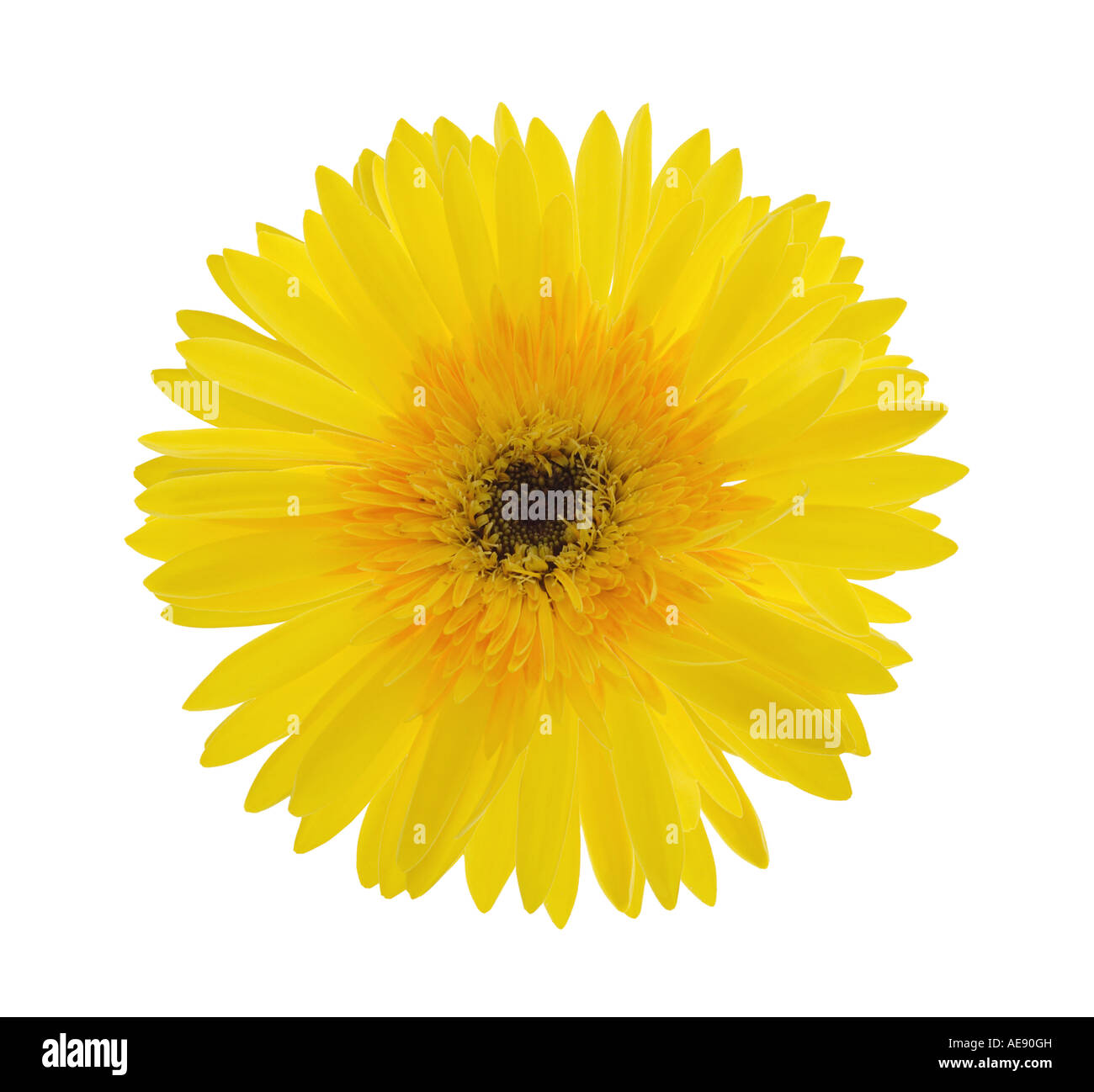 Yellow Gerber Daisy Stock Photo Alamy