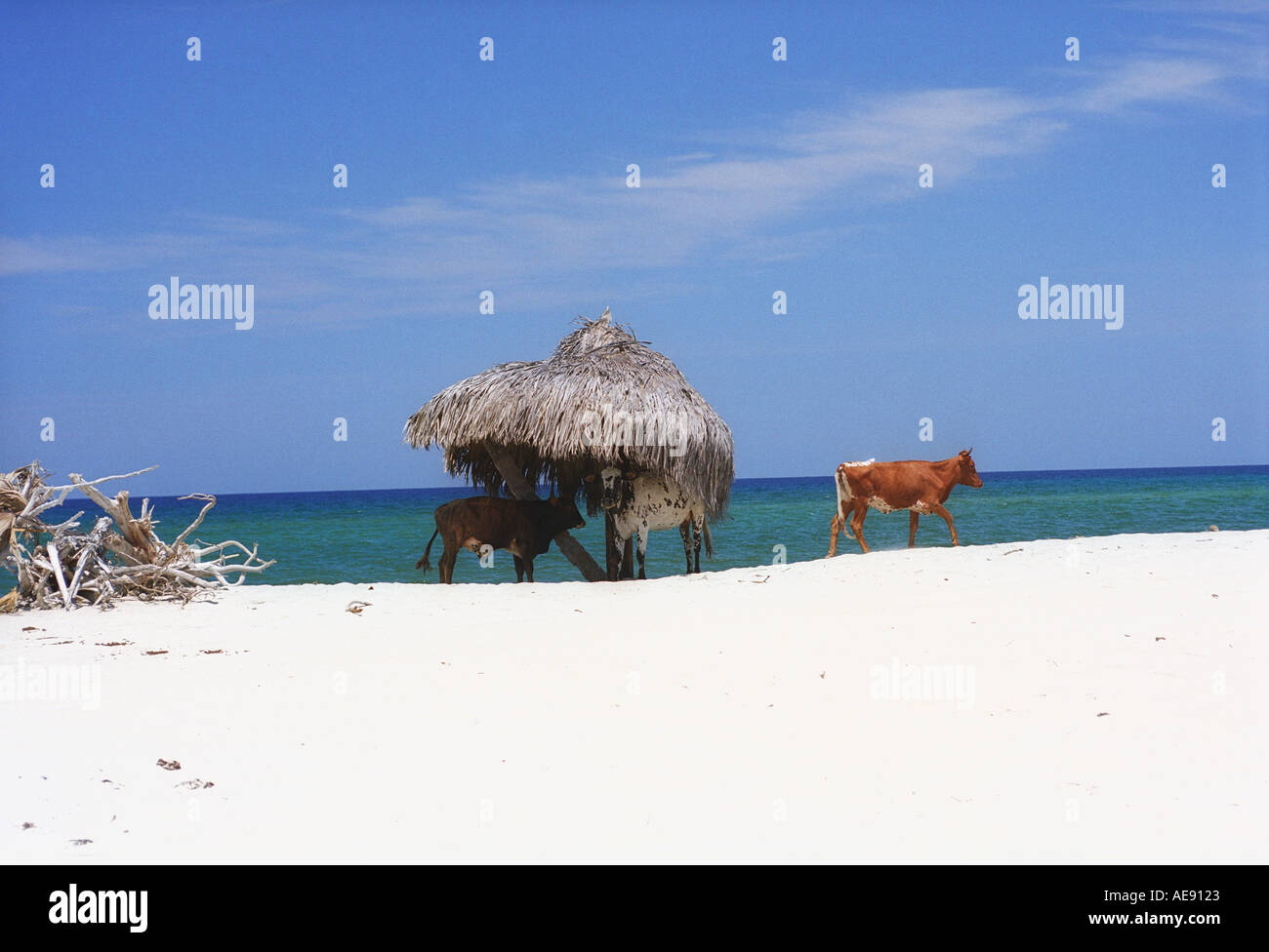 Cows under shade of palapa on beach in Baja California Mexico Stock Photo