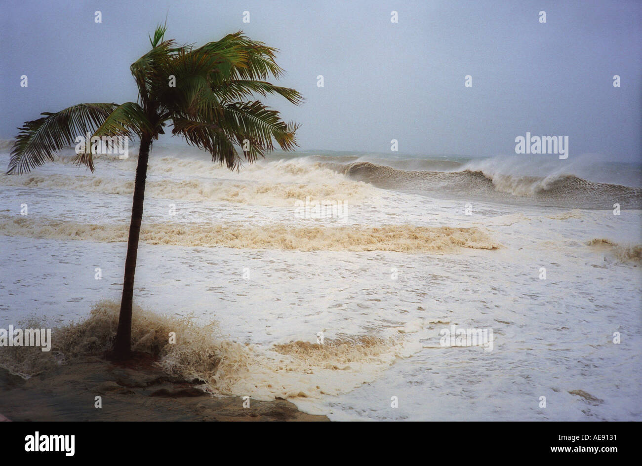 Coconut palm tree blowing in the wind and turbulent ocean during hurricane in Baja California Mexico Stock Photo