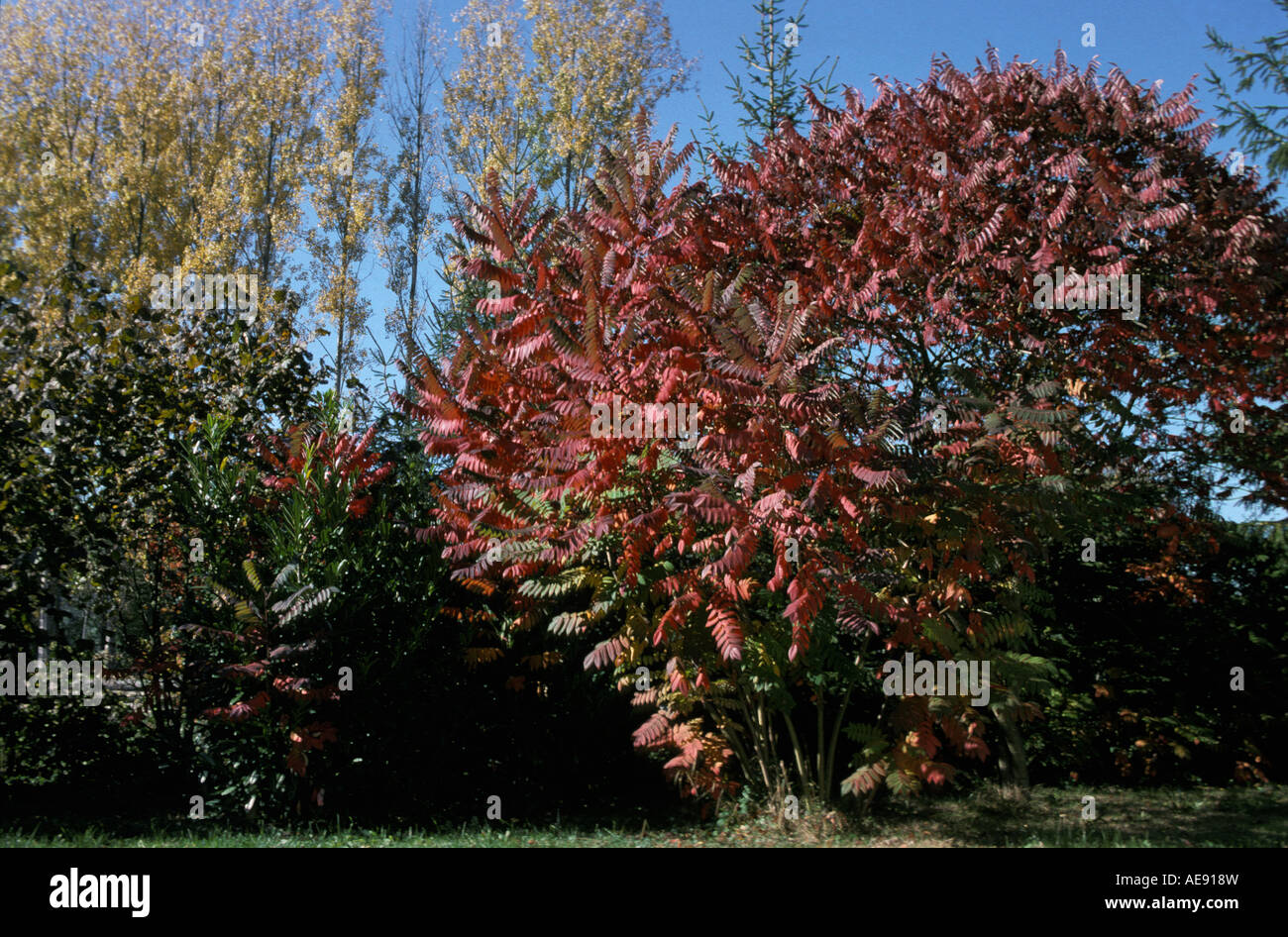 Sumac amarante (Rhus typhina) Elm leaved sumach, in the autumn   Rhus hirta, Rhus typhina, autumn, autumn coloring, col, de Stock Photo