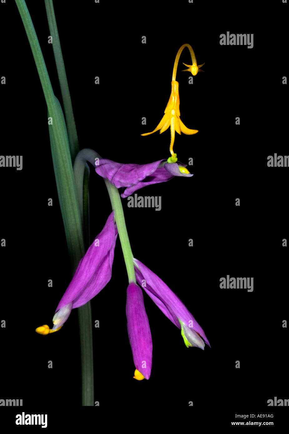 Dancing Ladies ginger (Globba winitii) - unique yellow and purple flower on black background Stock Photo