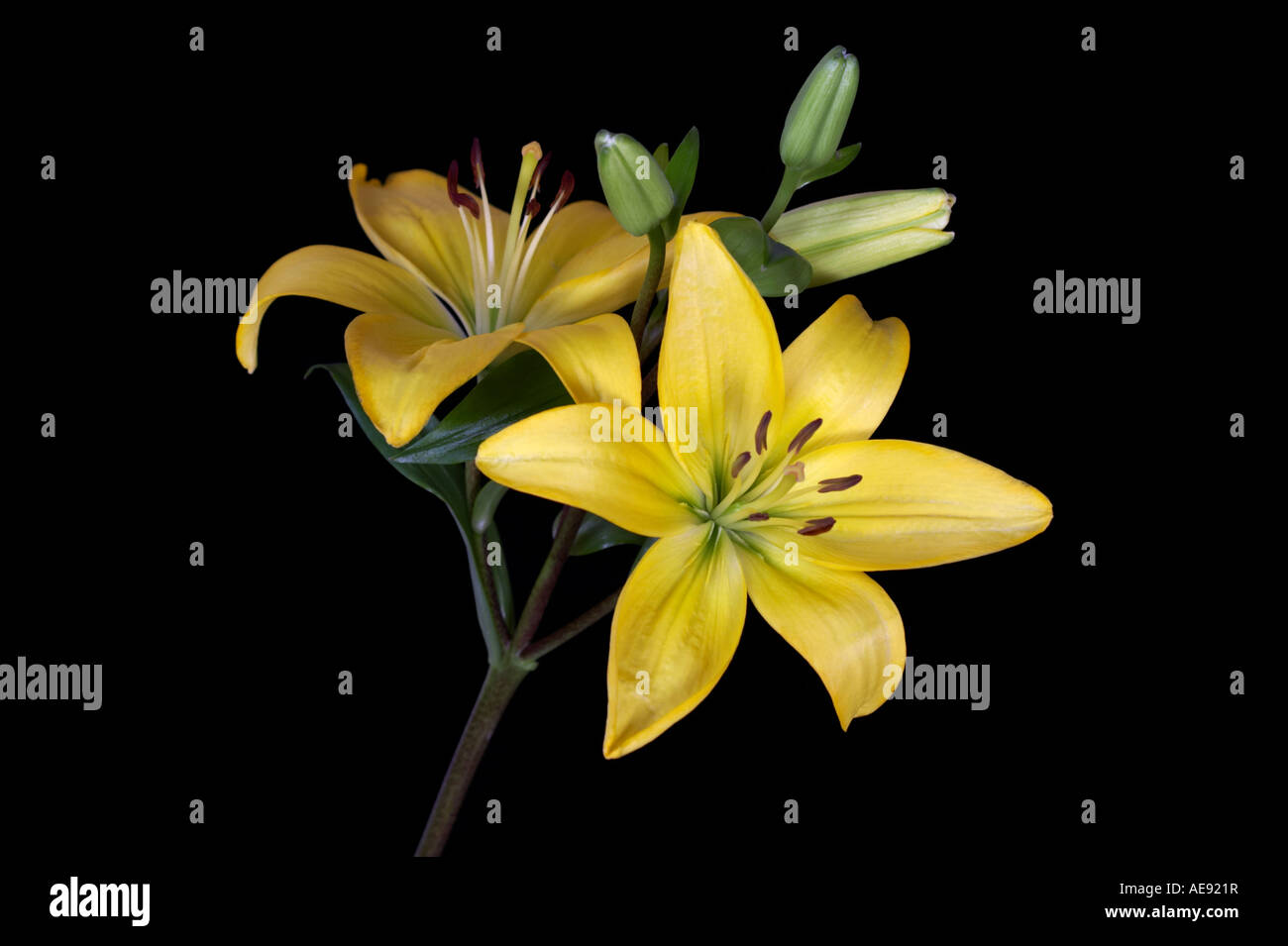Yellow Lily Stock Photo