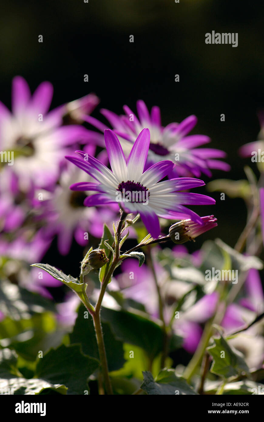 The delicate little flowers of Pericallis x hybrida 'Spring Glory' Stock Photo