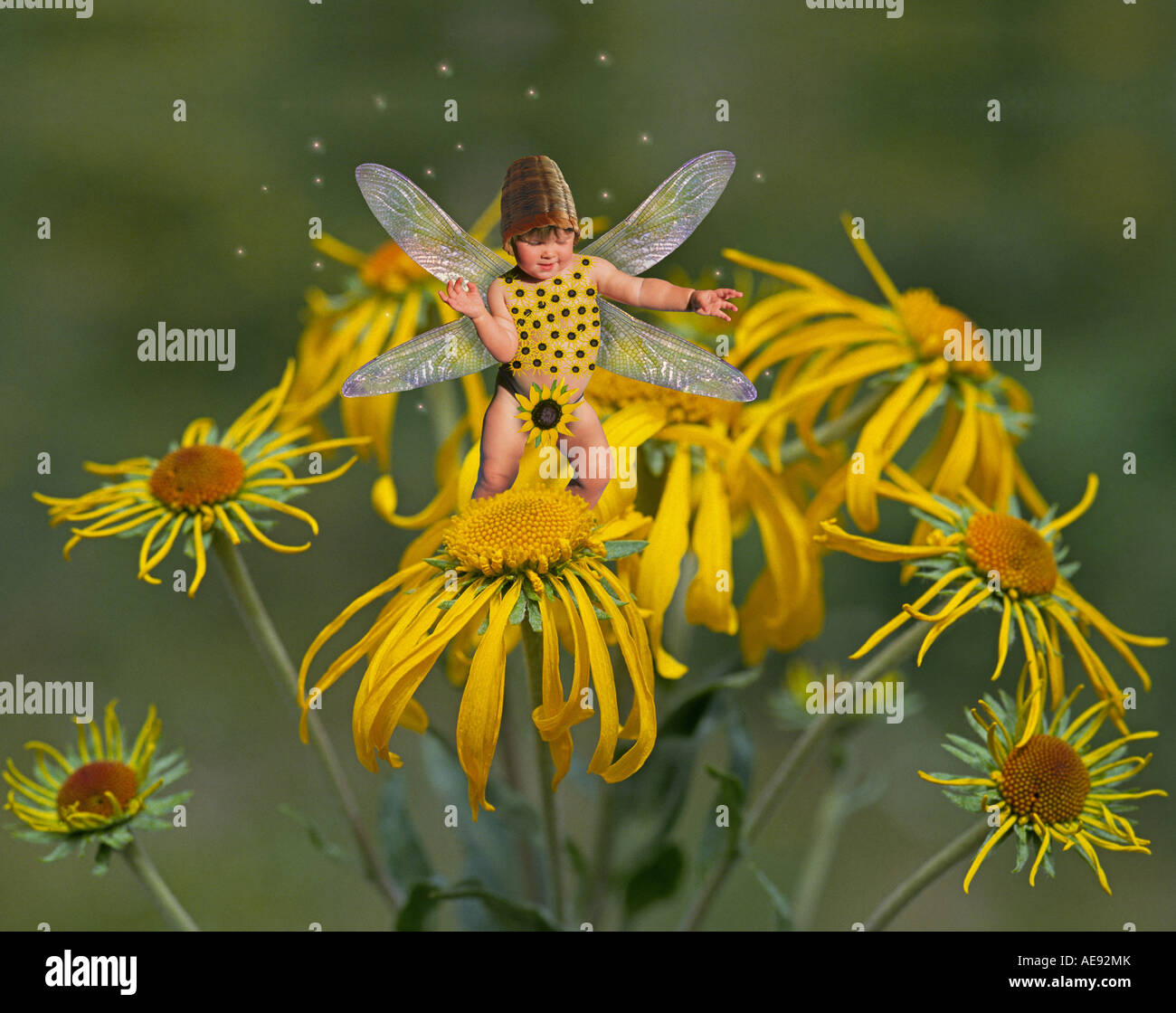 A flower fairy on sneezeweed Stock Photo Alamy