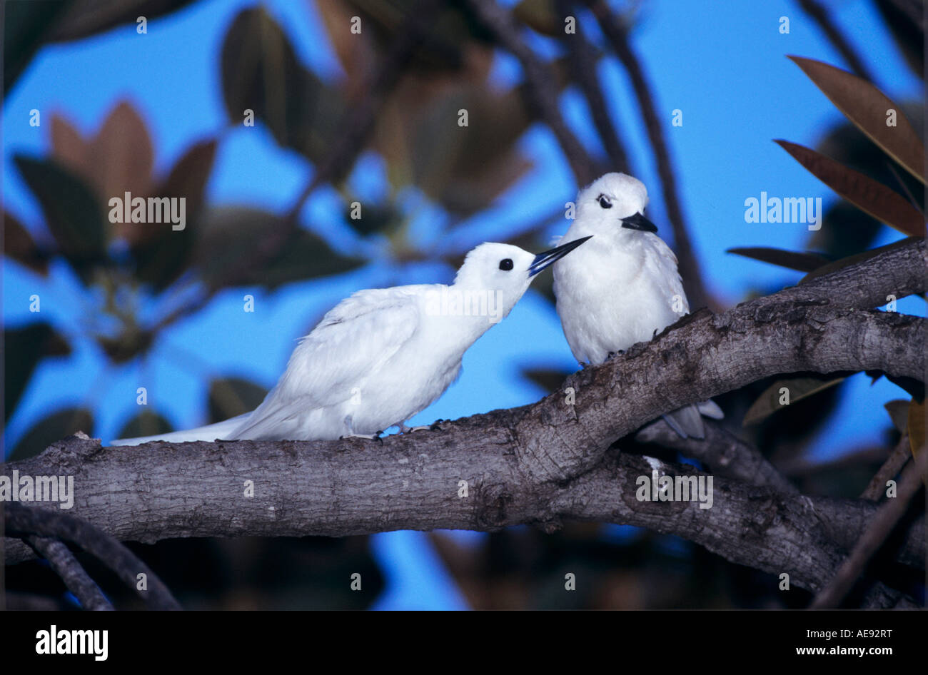 White Tern Gygis Alba Adult Preening Partner Honolulu Hawaii Usa Stock Photo Alamy