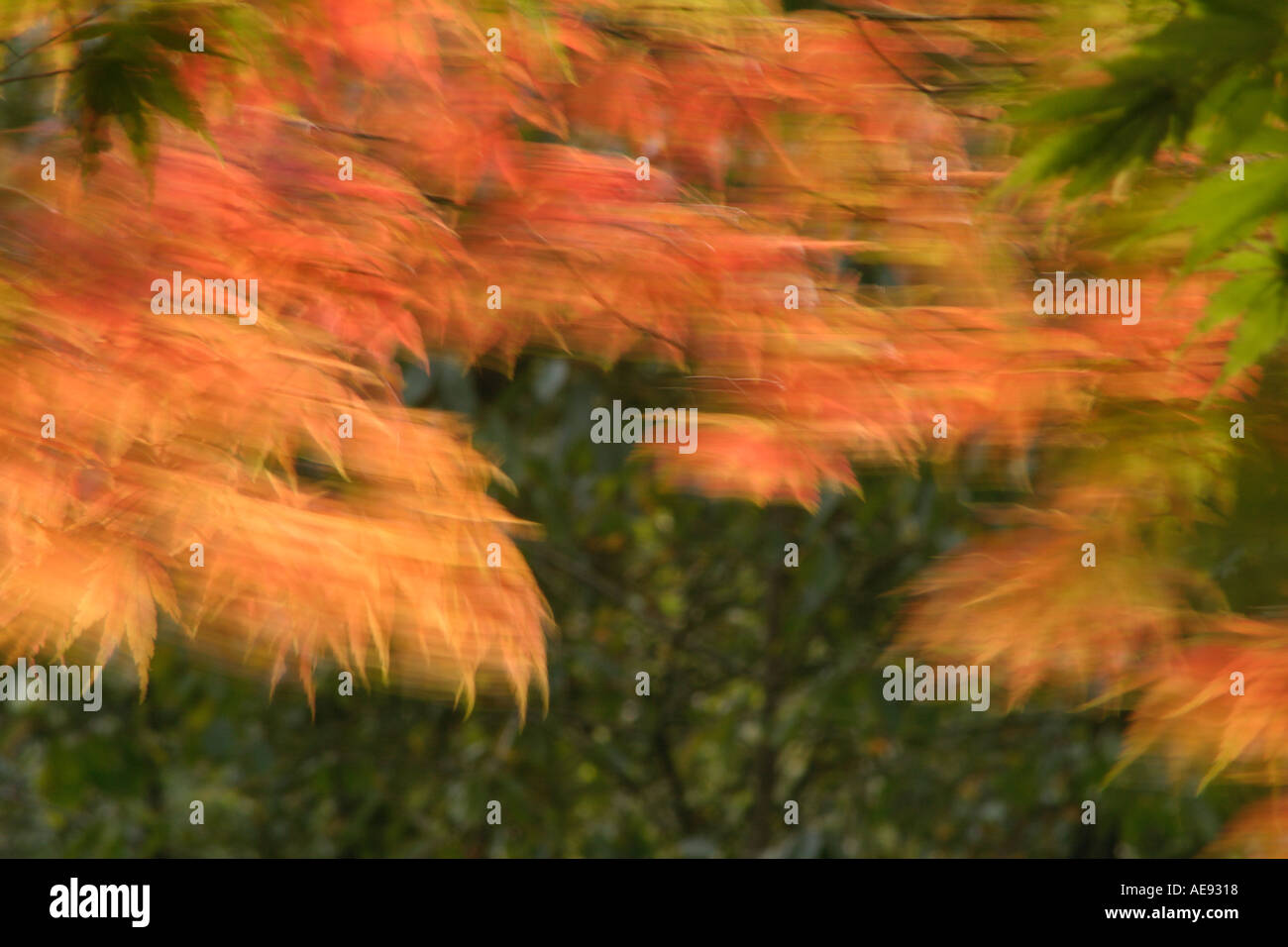 Autumn leaves blowing in wind Stock Photo Alamy