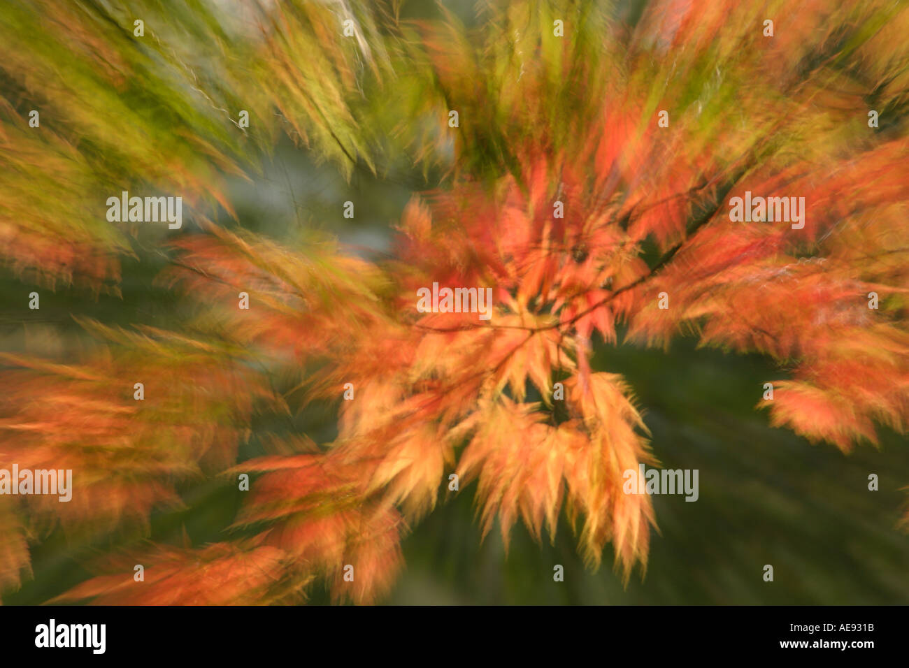 Autumn leaves blowing in wind and zoomed Stock Photo Alamy