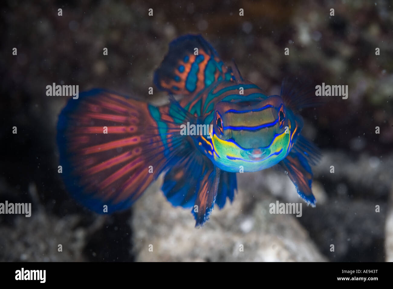 A living jewel, the mandarinfish, Synchiropus splendidus, is a reminder of the beauty underwater in the tropical Pacific. Stock Photo