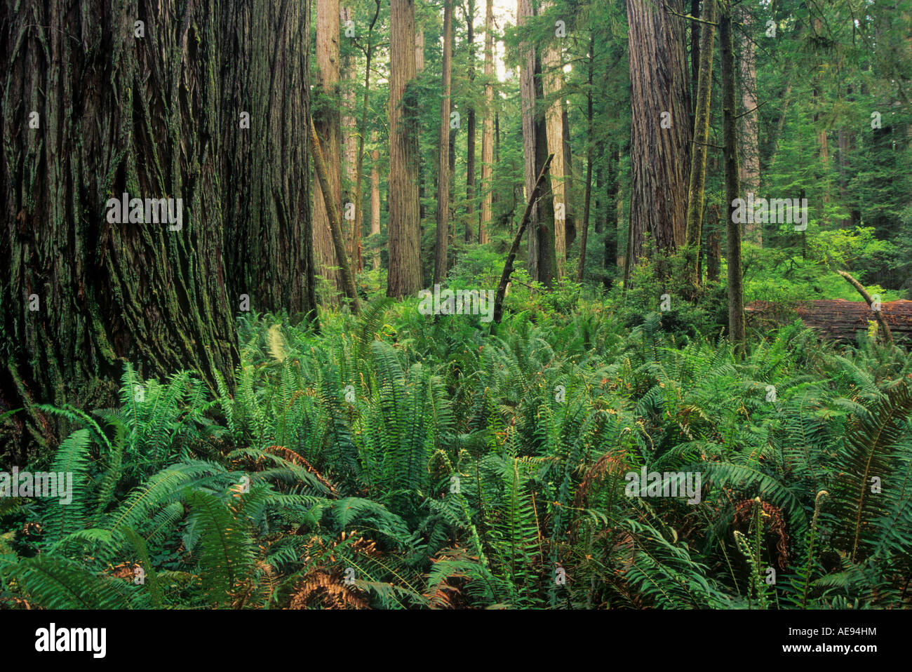 Old growth Redwood Forest in Jedediah Smith State Park in Northern