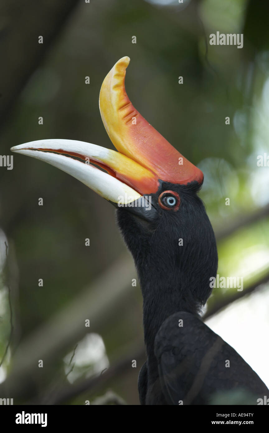 Hornbill in malay