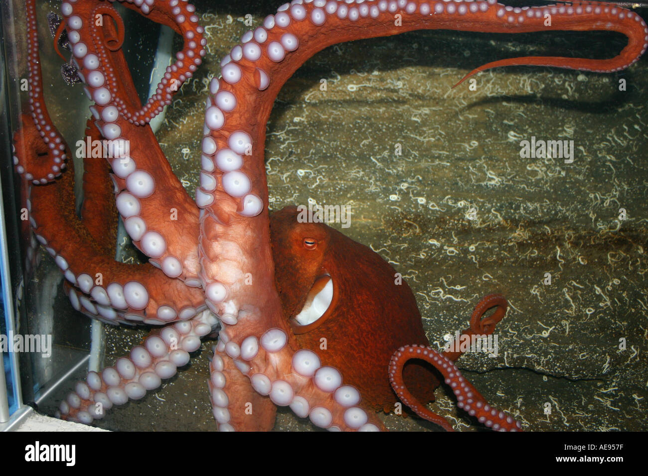 Red octopus aquarium hi-res stock photography and images - Page 4