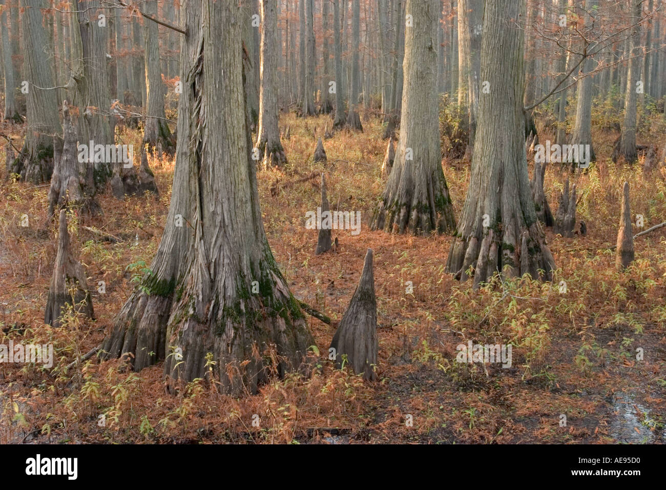 Bald cypress trees Taxodium distichum trees and cypress knees Heron