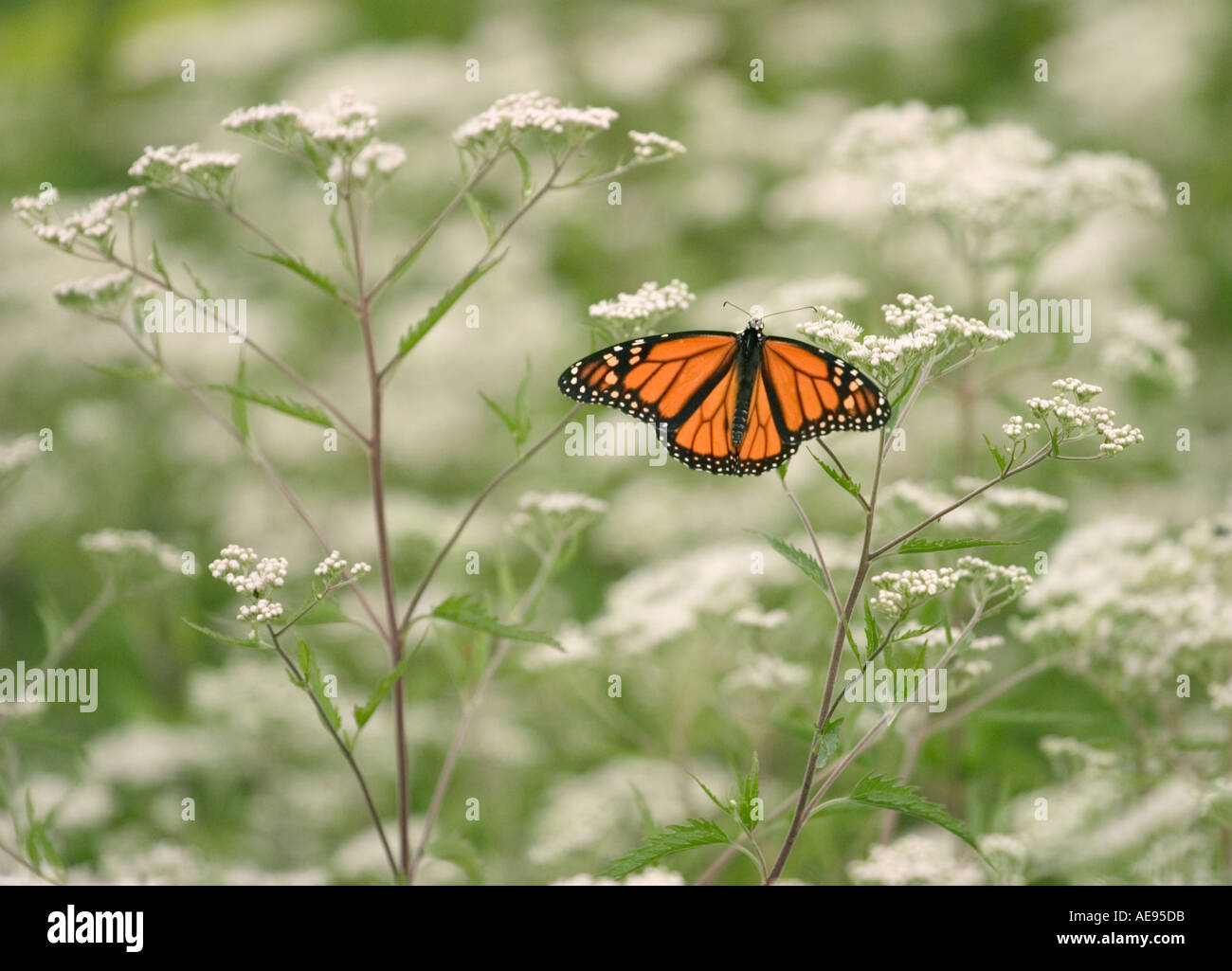 Monarch butterfly Danaus plexippus on late boneset Eupatorium serotinum Wolf Road Prairie Illinois Stock Photo