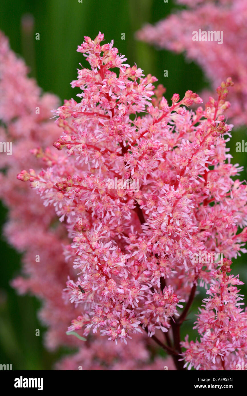 Astilbe Japonica - close up Stock Photo