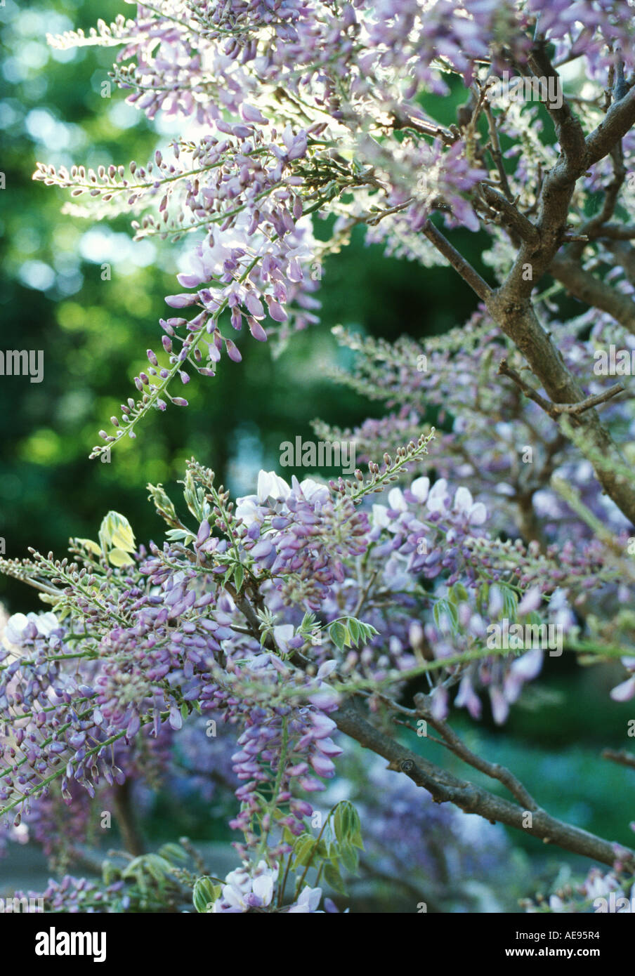 Flower buds wisteria hires stock photography and images Alamy