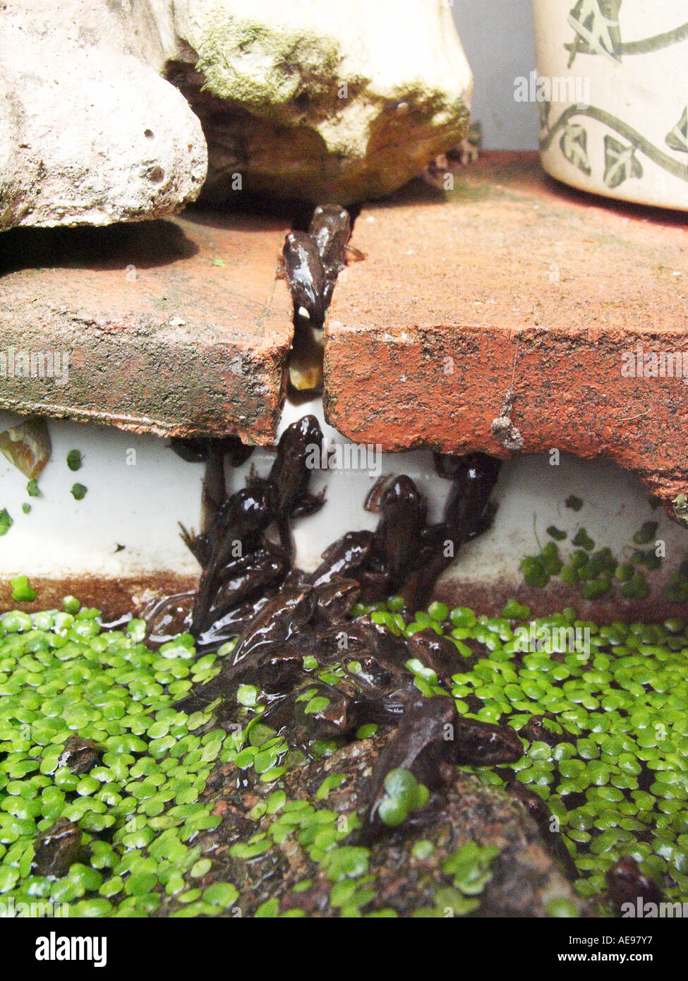 Tiny Tadpoles, Big Appetites! You Won'T Believe What Baby Frogs Eat! - 7r1ce4e