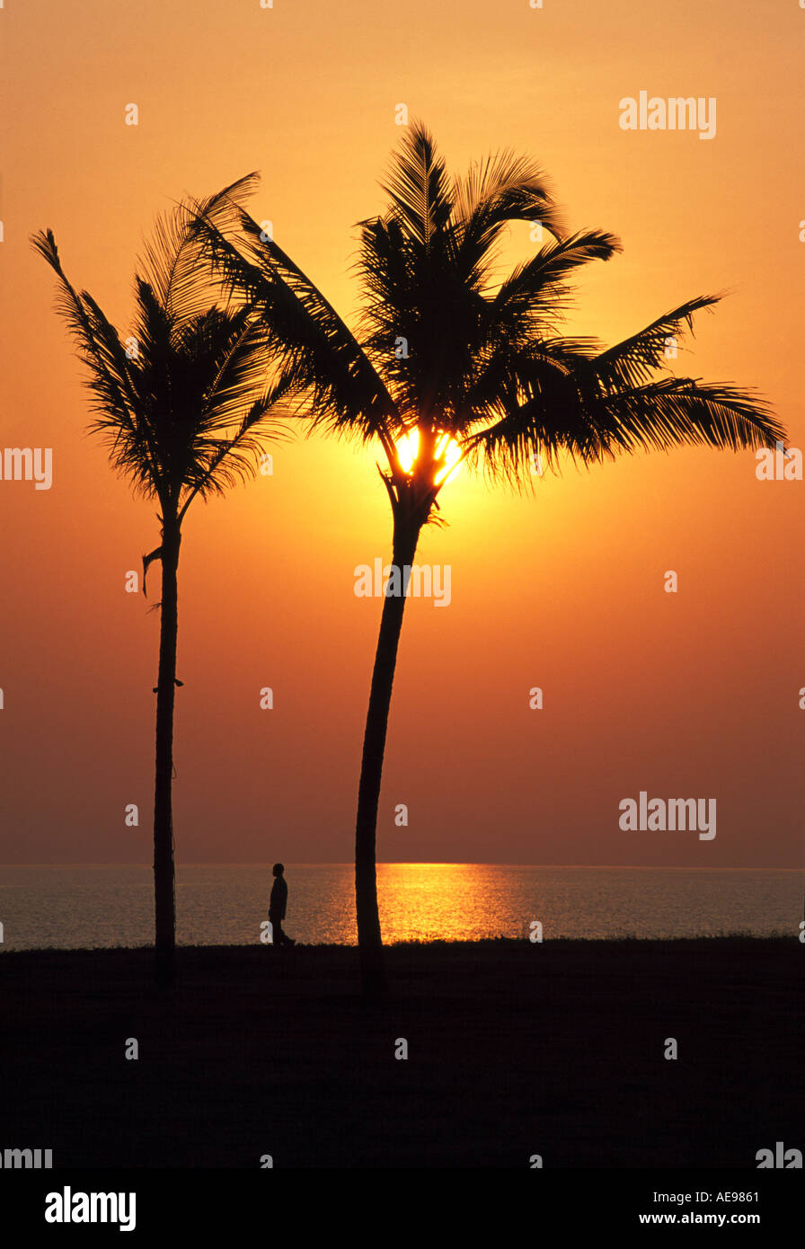 Palm Trees Goa India Stock Photo