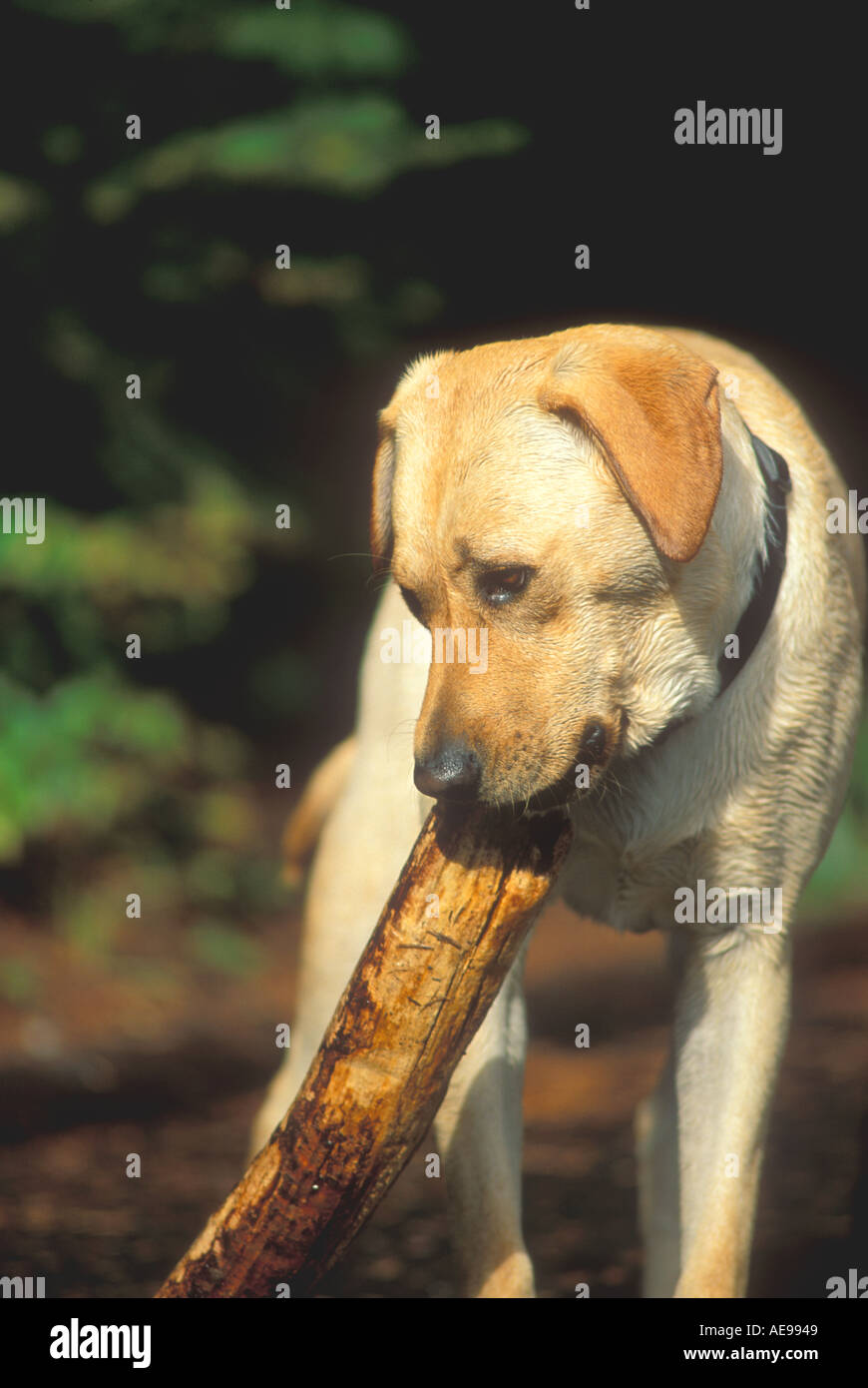 Yellow Lab chewing on stick Stock Photo Alamy