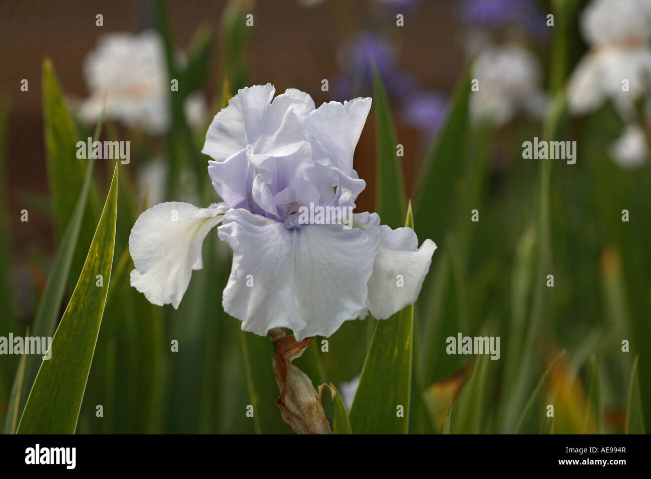 The iris germania in Chiba Japan Asia Stock Photo - Alamy