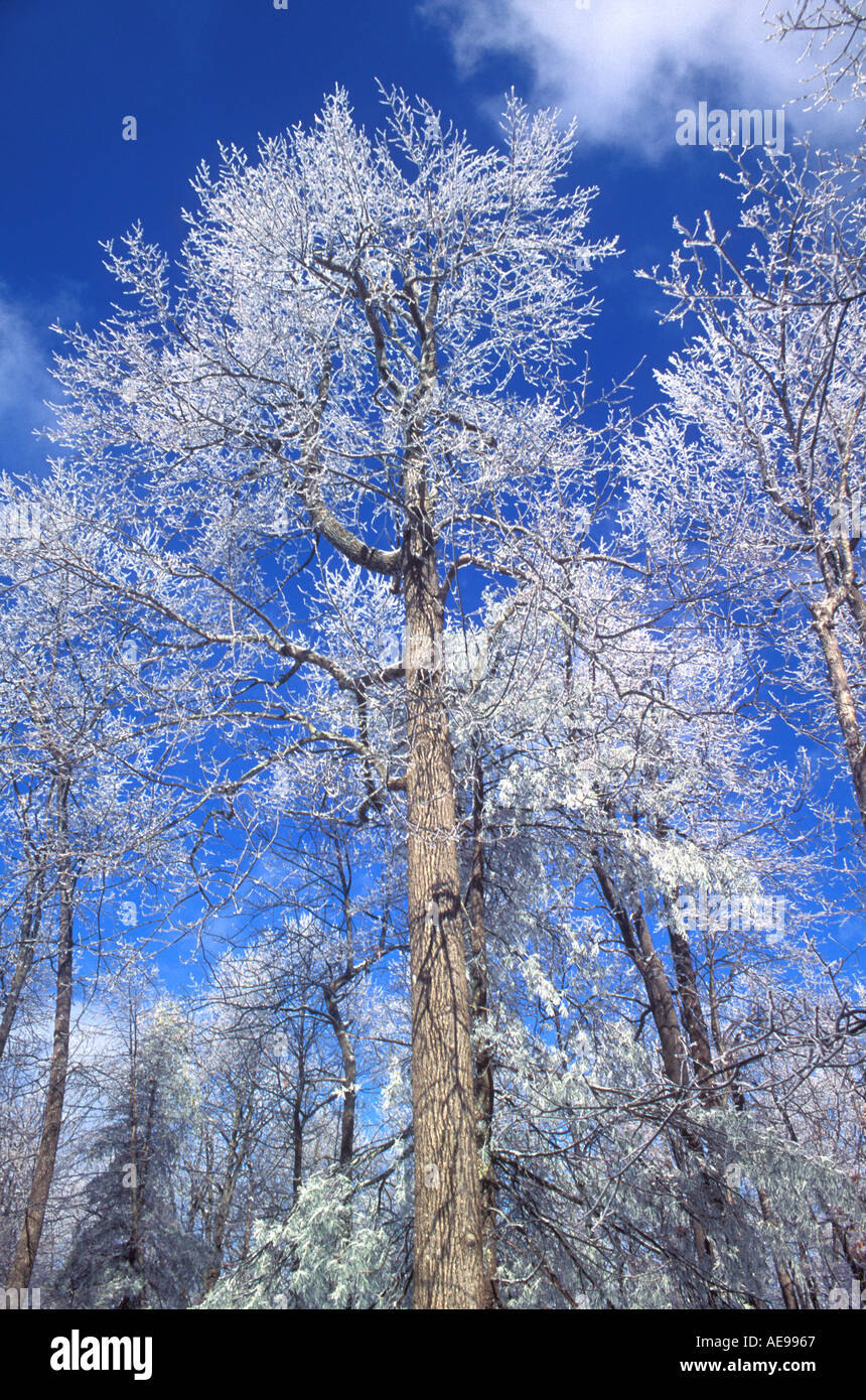 Ice covered tree in North mountains along Appalachian Trail
