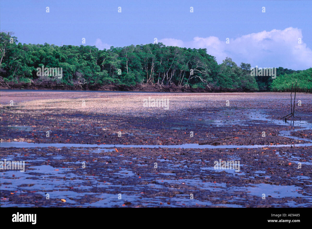 Mangrove Stock Photo