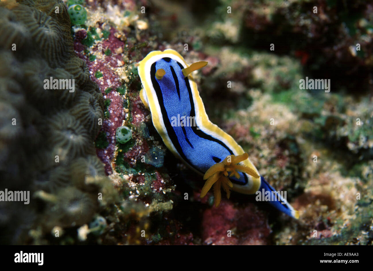 Blue Nudibranch Stock Photo