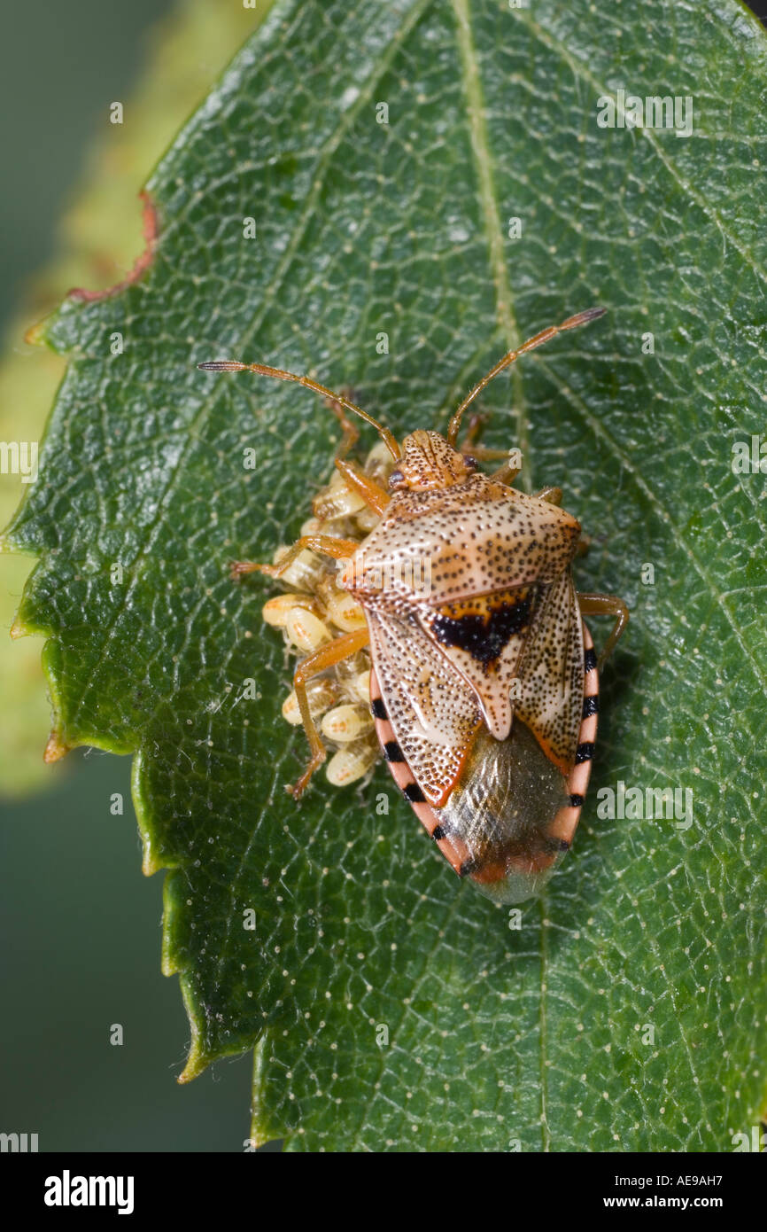 parent bug Elasmucha grisea with young on silver birch leaf Potton Bedfordshire Stock Photo