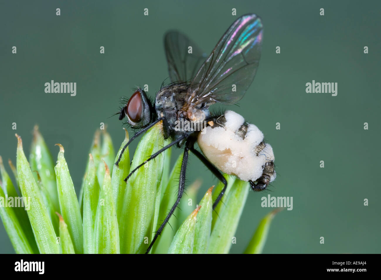 Root maggot fly infected with fungus on pine tree Potton Bedfordshire